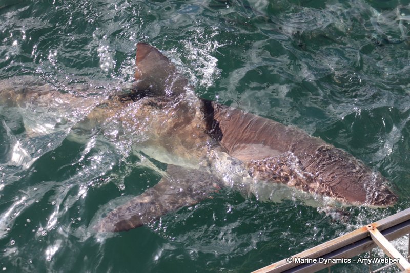 Shark Cage Diving, South Africa, Bronze whaler sharks