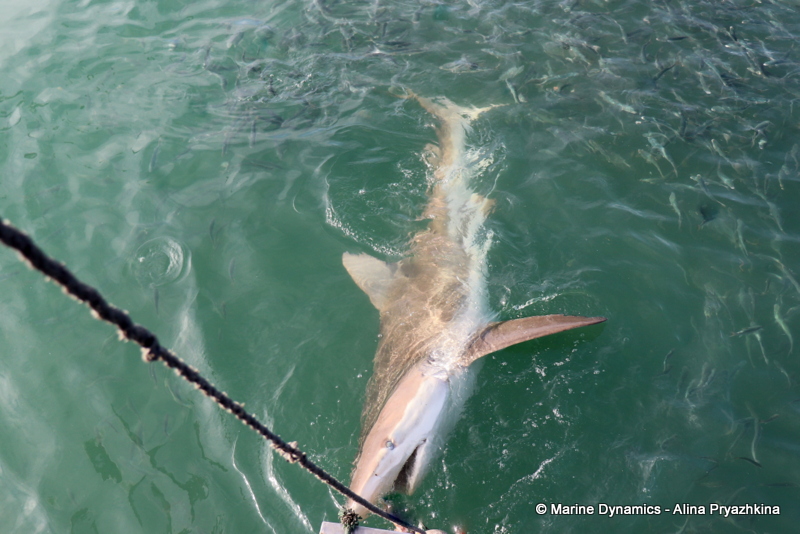 Shark cage diving, South Africa, Bronze whaler sharks