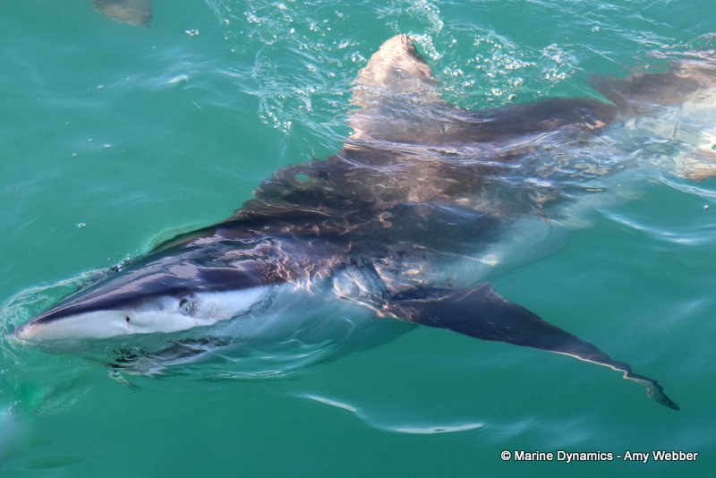 Bronze whaler shark, South Africa