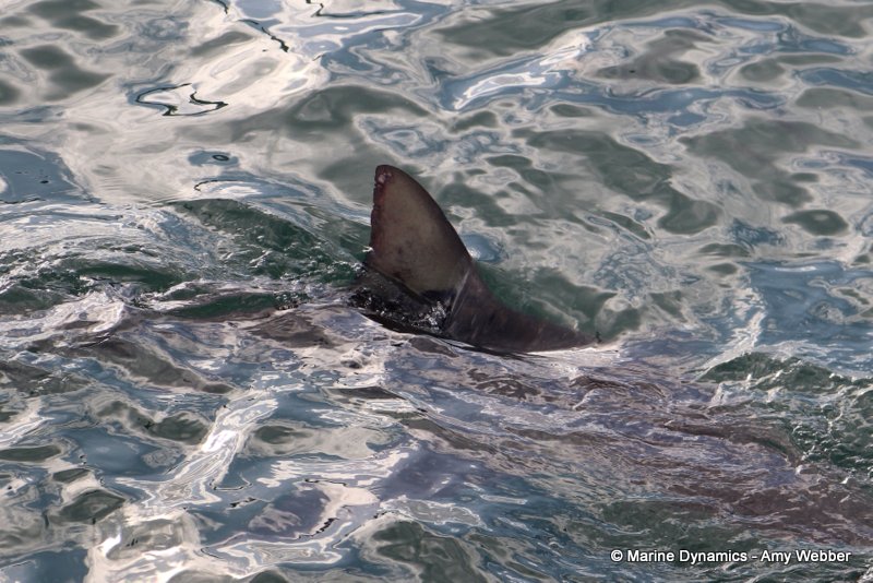 Shark Cage Diving, South Africa