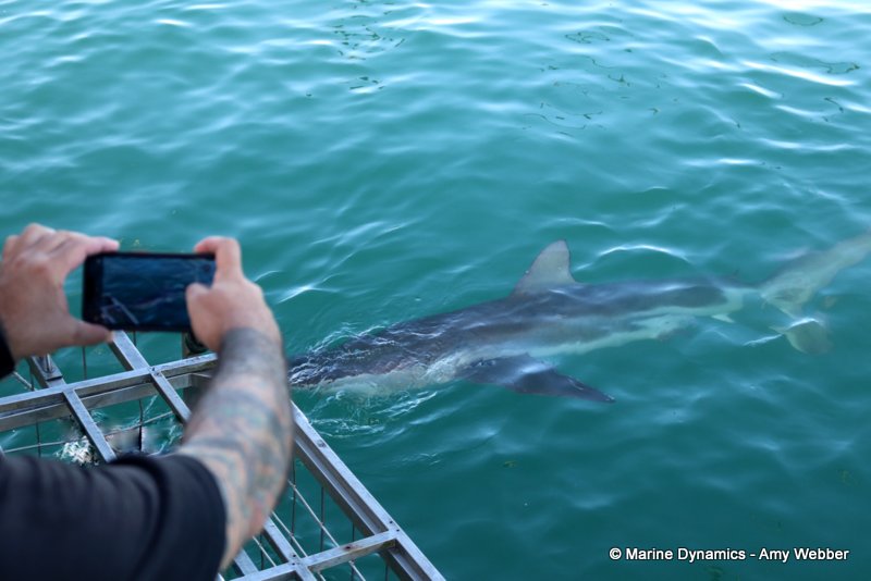Bronze whaler shark, South Africa