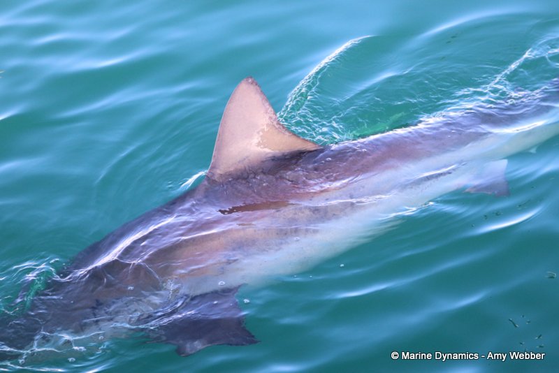 Bronze whaler shark, South Africa