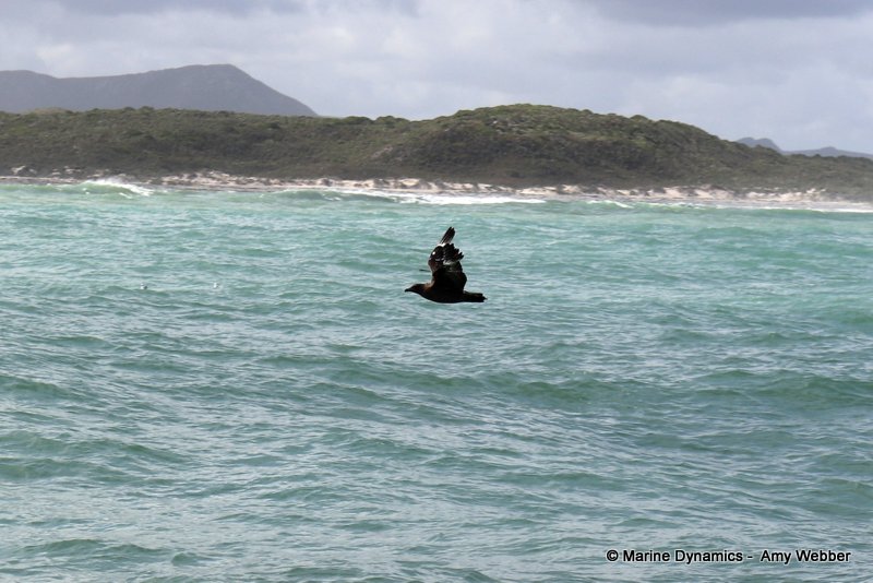 Shark Cage Diving, South Africa