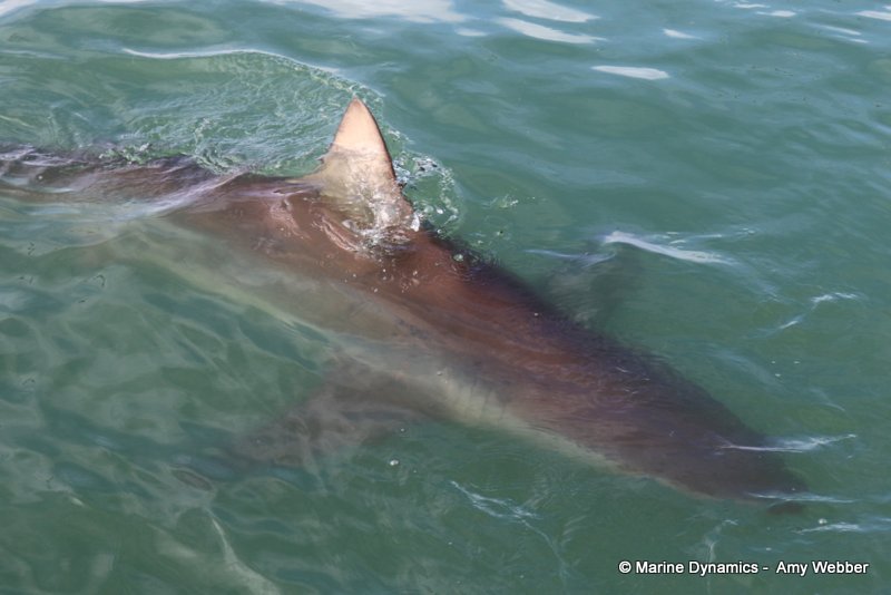 Bronze whaler shark, South Africa