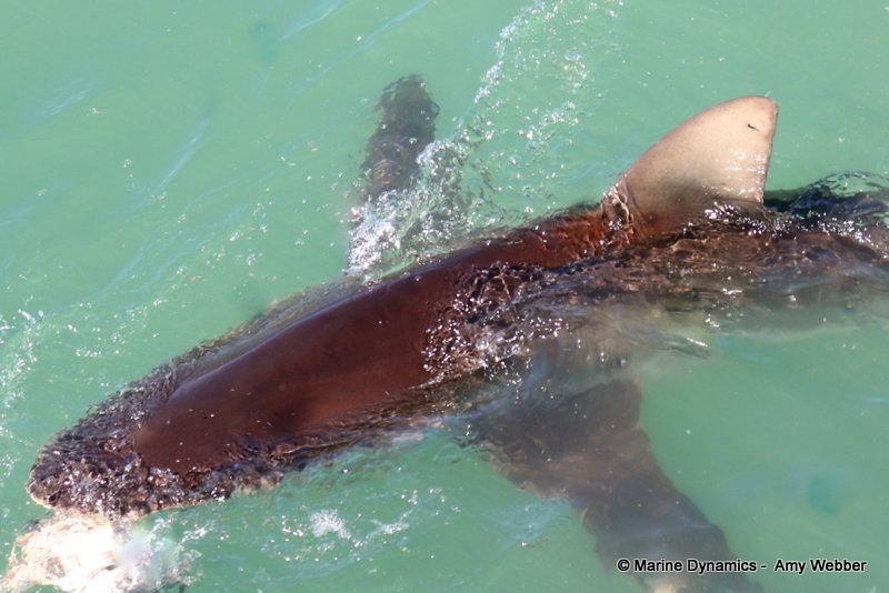 Bronze whaler shark, South Africa